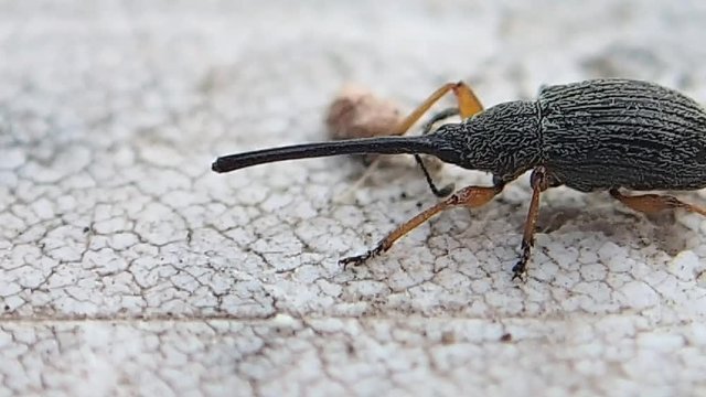 Bug on a table