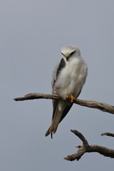 black shouldered kite