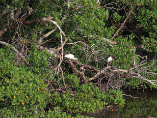 Beautiful locations on Naples - Fl