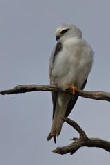 black shouldered kite