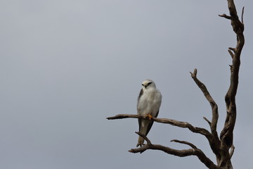 black shouldered kite