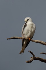 black shouldered kite