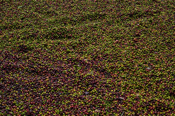 Fresh grown coffee kept to dry  in sun