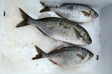 Sea fish in the market