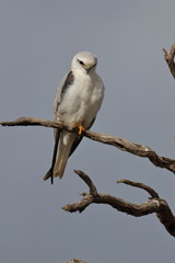 black shouldered kite