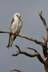 black shouldered kite