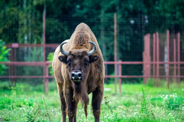 Bison walks in the park eating green grass.