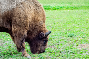 Bison walks in the park eating green grass.