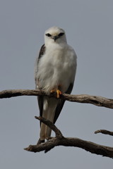 black shouldered kite