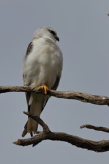 black shouldered kite