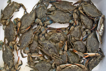 Market crabs in Greece