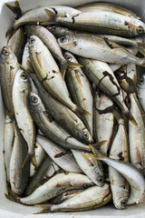 Sea fish in the market