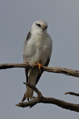 black shouldered kite