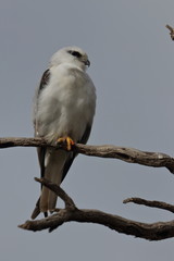 black shouldered kite