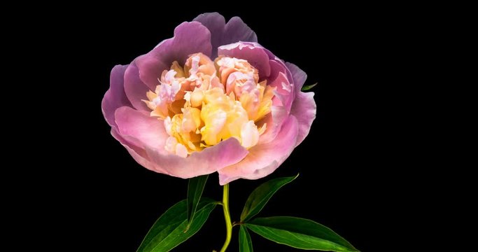 Timelapse of pink peony flower blooming on black background