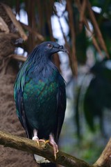 Bird in zoo