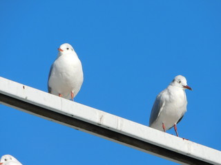 眩しそうなユリカモメ