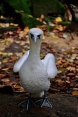 bird