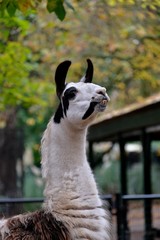 Obraz premium portrait of lama