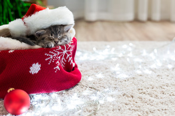 Christmas cat wearing Santa Claus hat sleeping on plaid under christmas tree with blurry festive decor. Adorable little tabby kitten kitty cat. Cozy home. Animal pet cat. Close up copy space