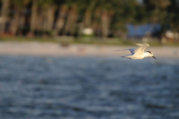 Beautiful locations on Naples - Fl