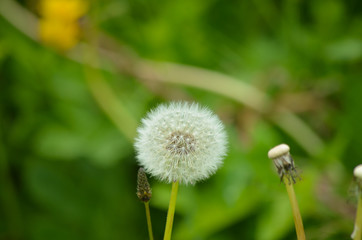 dandelion cut out on the green grass background