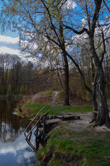 Green trees by the lake on a sunny day, with clouds on the sky