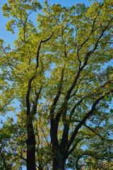 Herbstliche Eiche im Laubwald mit heller Sonne und blauem Himmel