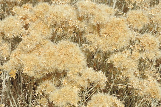 Autumn Color Of The Rubber Rabbitbrush Growing In The Eastern, Sierra Nevada, California.