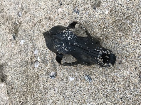 cranio di animale sulla sabbia