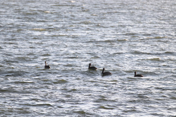 Beautiful locations on Naples - Fl