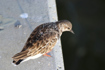 Beautiful locations on Naples - Fl