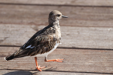 Beautiful locations on Naples - Fl