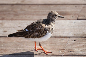 Beautiful locations on Naples - Fl