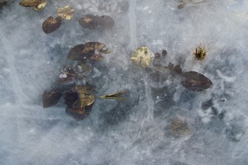 Water lily leaves in ice