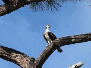 Beautiful locations on Naples - Fl