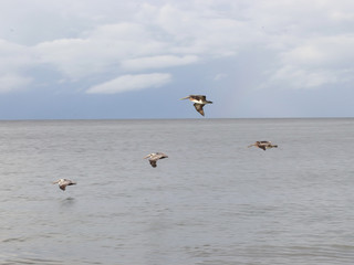 Amazing Beautiful Birds in Naples Florida