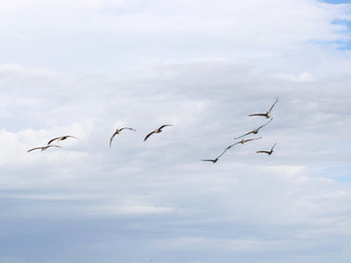 Amazing Beautiful Birds in Naples Florida