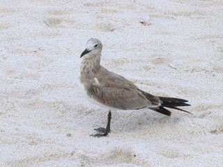 Amazing Beautiful Birds in Naples Florida