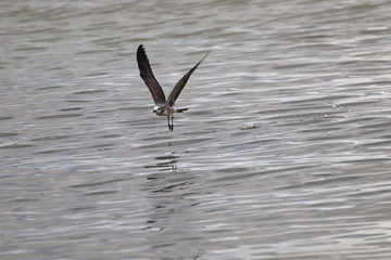 Amazing Beautiful Birds in Naples Florida