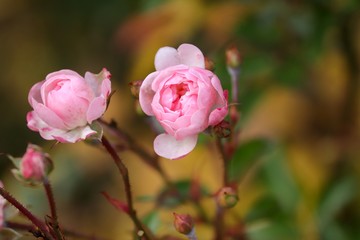 Rose mit kleinen rosa Bl&uuml;ten im Herbst