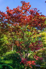 Fototapeta na wymiar Colorful Red Leaves 2