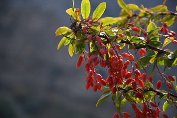 Obraz premium red barberry on a green branch