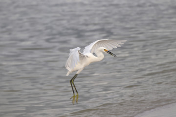 Amazing Beautiful Birds in Naples Florida