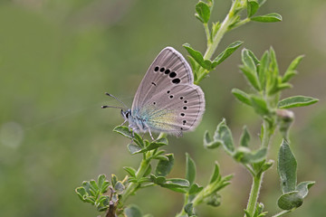 Bream blue butterfly; Glaucopsyche alexis