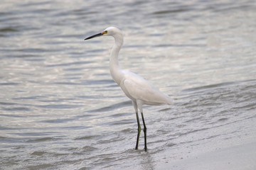 Amazing Beautiful Birds in Naples Florida