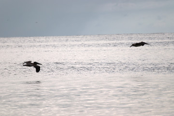 Amazing Beautiful Birds in Naples Florida