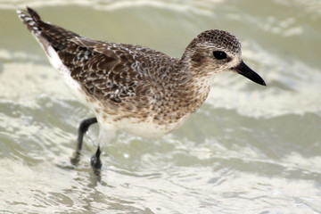 Amazing Beautiful Birds in Naples Florida