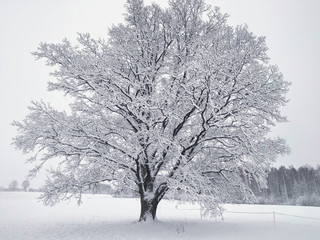Fototapeta na wymiar The oak is wrapped in snow