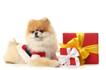 Pomeranian dog in costume and gift boxes isolated on white background